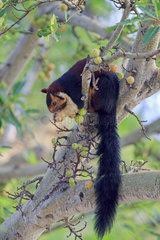 Indian giant squirrel on a branch - Anaimalai Mountain India