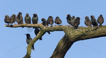 Starling (Sturnus vulgaris)  Starlings perched on a branch  England  Winter