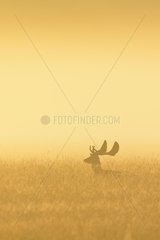 Fallow Deer (Cervus dama) on misty morning at sunrise  Hesse  Germany  Europe
