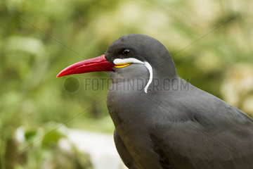 Portrait of Inca Tern