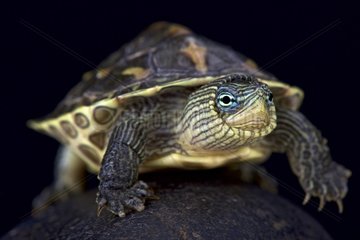 Chinese stripe-necked turtle (Mauremys sinensis)  China
