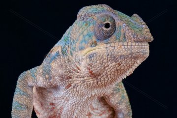 Panther chameleon (Furcifer pardalis)  Madagascar