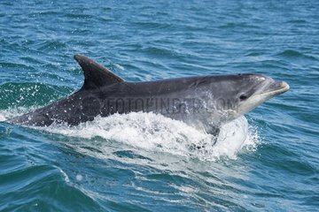 Bottlenose dolphin  Tursiops truncatus  Delphinidae  Bretagne  France