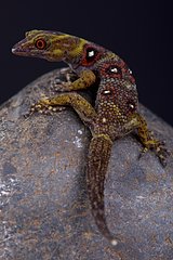 The critically endangered and recently (2005) discovered Union Island gecko (Gonatodes daudini) must be one of the rarest reptiles in the world. It is endemic to 0  5km2 on Union island.  Union Island  St Vincent and the Grenadines