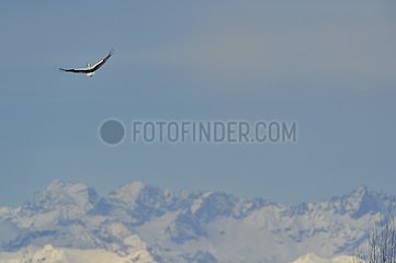 White Stork flying in front of snowy mountains