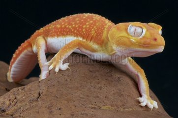 Pilbara smooth knob-tailed gecko (Nephrurus levis pilbarensis) Albino  Australia
