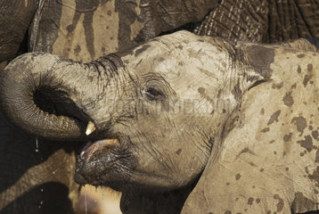 African Elephant drinking at the Chobe river - Botswana