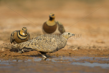 Female Pin-tailed Sandgrouse drinking at spring - Spain