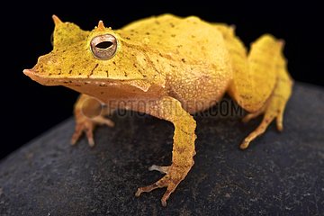 Solomon island leaf frog (Ceratobatrachus guentheri)