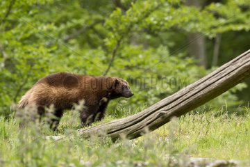 Wolverine (Gulo gulo) in captivity. Skånes Dyrepark  Sweden in June