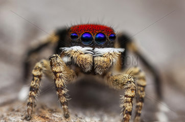 Portrait of male Peacock Spider - Australia