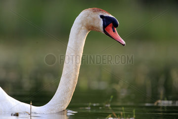 Portrait of Mute Swan swimming - Dombes France
