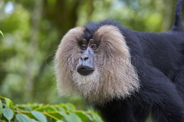 Portrait of male Lion-tailed Macaque - Nilgiris Hills India