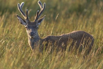 Scottish deer (Cervus elaphus scoticus) in tall grass. Isle of Jura  Scotland
