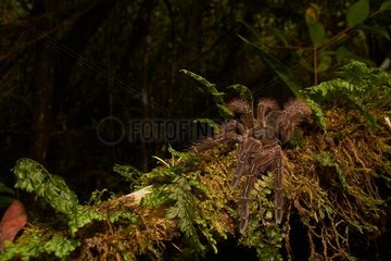 Goliath bird-eating spider or Goliath birdeater (Theraphosa blondi  ex Theraphosa leblondi)  - Nourague station - French Guiana