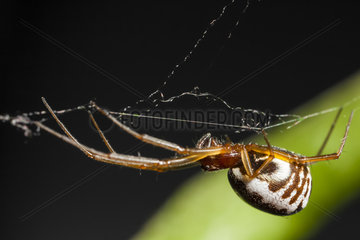 Sheet-web spider on his thread - France