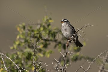 White-crowned sparrow (Zonotrichia leucophrys). McDowell Sonoran Preserve Tom's Thumb Trailhead  Scottsdale  Phoenix Arizona  USA