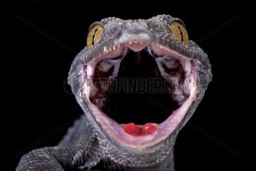 Tokeh (Gekko gecko)  Indonesia
