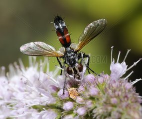 Tachinid Fly (Cylindromyia auripes) on Mint  2015 August 02  Northern Vosges Regional Nature Park  declared a World Biosphere Reserve by UNESCO  France