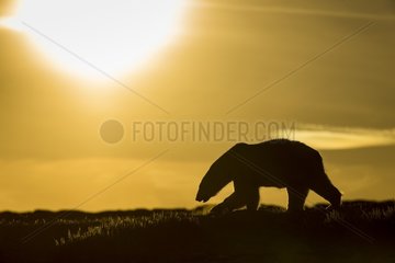 Polar Bear (Ursus maritimus) walking at sunset in hills along rocky coastline of Hudson Bay near Arctic Circle  Repulse Bay  Nunavut Territory  Canada