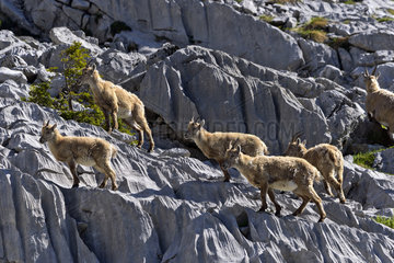Alpine ibex and young - Massif Bargy France
