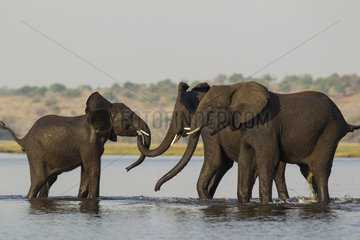 African Elephants in the Chobe river - Botswana
