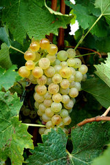 White grape cluster - Island of Oleron France