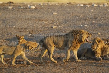 Lion (Panthera leo) - Yawning male. On the right a second male resting  on the left two cubs. Near a waterhole in the evening. Etosha National Park  Namibia.