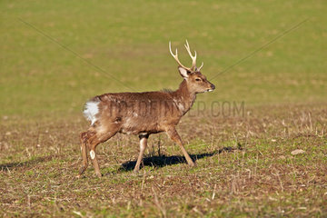 Sika deer buck walking in the grass - France