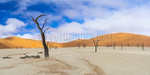 Dead Acacia erioloba in Deadvlei  Namib-Naukluft National Park  Namibia  Africa
