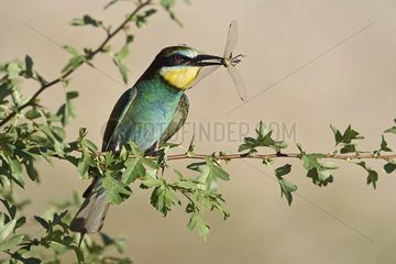 European Bee-eater (Merops apiaster) that captured a Dragonfly - Lower Doubs valley - France
