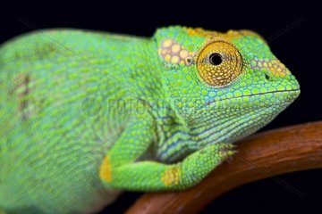 Strange-nosed chameleon (Kinyongia xenorhina) female  Uganda