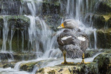 Flightless Steamerduck bathing in cascade
