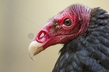 Portrait of Turkey Vulture