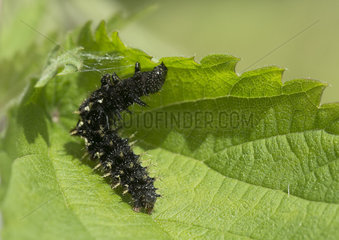 Red Admiral caterpillar hidden in Nettle leaf