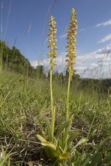 Man orchid (Orchis anthropophora)  Two flowers in spring  Troussey Limestone Lawn  Lorraine  France