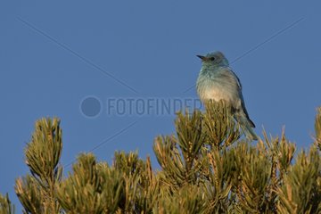 Mountain bluebird (Sialia currucoides). Panguitch  Utah USA