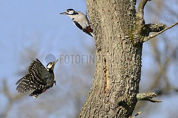 Pursuit of a pair of Great Spotted Woodpeckers (Dendrocopos major)  26 January 2016  Northern Vosges Regional Nature Park  declared a World Biosphere Reserve by UNESCO  France