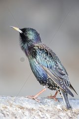 Starling (Sturnus vulgaris)  Starling displaying  England  Winter