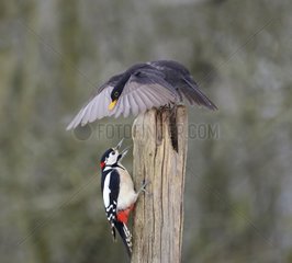 Intimidation between a Great Spotted Woodpecker (Dendrocopos major) and Blackbird (Turdus merula)  22 January 2016  Northern Vosges Regional Nature Park  declared a World Biosphere Reserve by UNESCO  France