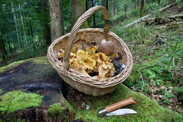 Basket of Chanterelles (Cantharellus cibarius)  Valley of the Doller  Haut Rhin  France