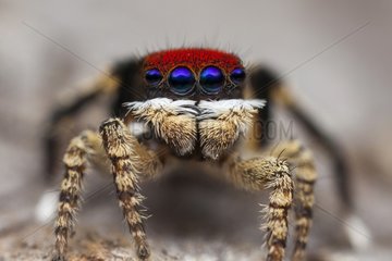 a Maratus madelineae I found in Western Australia  | this species was only named /described 1 month after I found it.