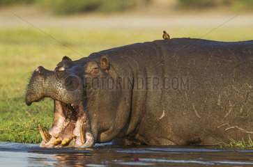 Hippopotamus with Oxpecker in Chobe river - Botswana