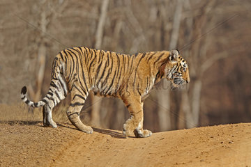 Bengal tiger crossing a track - Ranthambore India