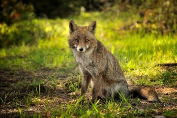 Red fox sitting on grass