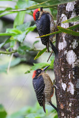 Black-cheeked Woodpeckers under the rain - Costa Rica