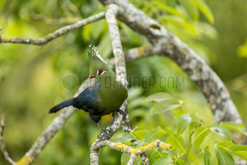 Livingstone's Turaco on a branch