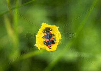 Checkered beetle in a Buttercup at dawn - France
