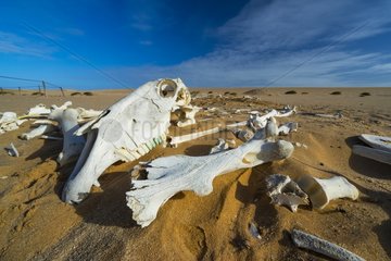 Horses  Sand Dunes  Swakopmund  Namibia  Africa