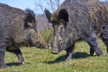 Male Wild Boars fighting - France